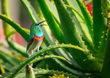 PLANTAS ANCESTRALES