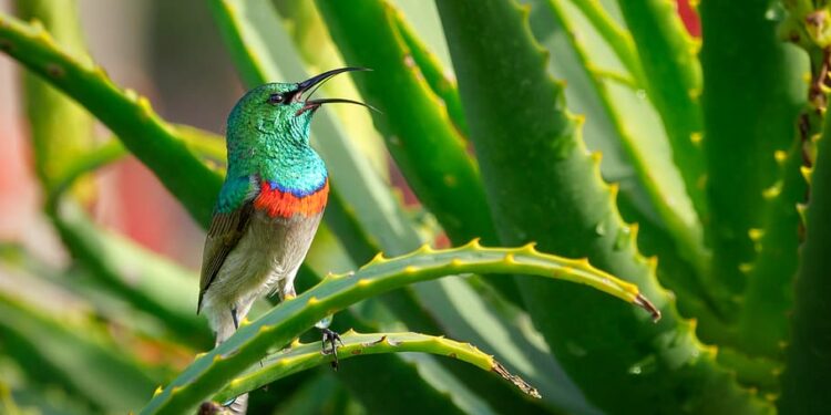 PLANTAS ANCESTRALES