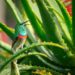 PLANTAS ANCESTRALES