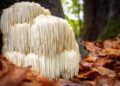 Hongo Melena de León: Beneficio natural para tu cerebro y estómago