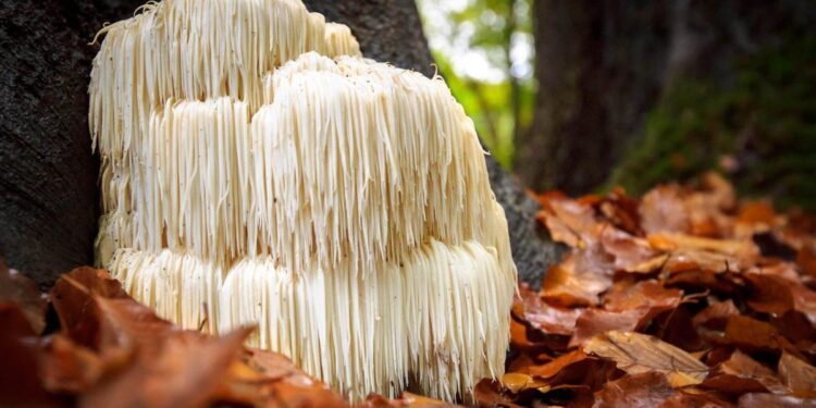 Hongo Melena de León: Beneficio natural para tu cerebro y estómago