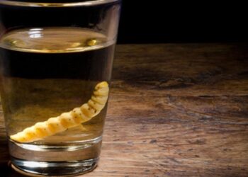 EL MEZCAL Y SU GUSANO
