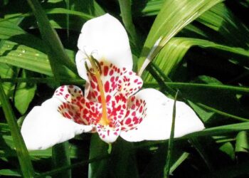 Tigridia: una flor exótica que transforma tu jardín con poco esfuerzo