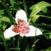 Tigridia: una flor exótica que transforma tu jardín con poco esfuerzo